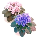 African Violet Problem Diagnosis